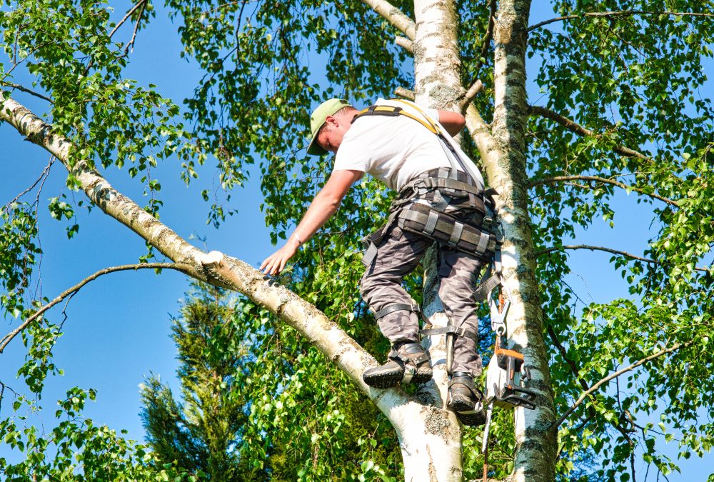 Essential maintenance tips from Tree Care Solutions Brisbane QLD for thriving Aussie trees