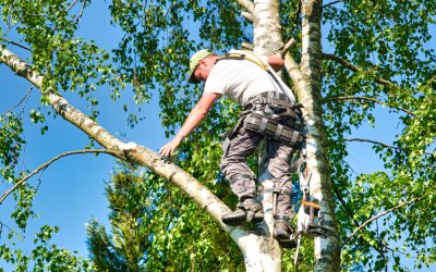 Essential maintenance tips from Tree Care Solutions Brisbane QLD for thriving Aussie trees